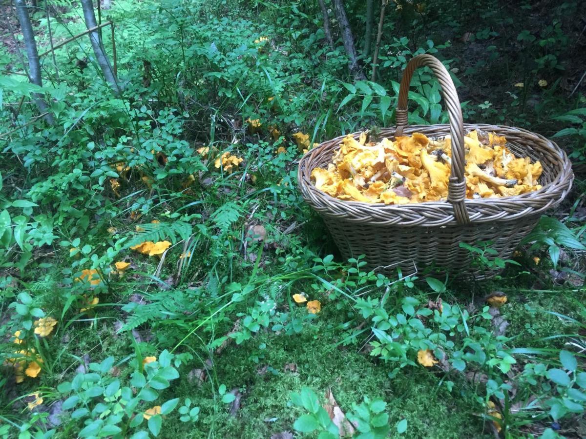 Pensiunea Agroturistica Casa Colinita Vatra Moldovitei Luaran gambar