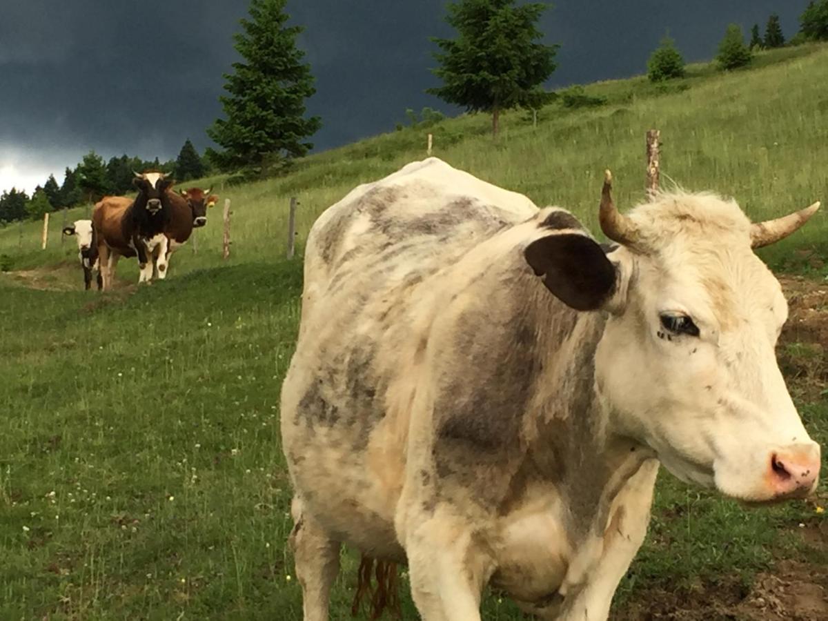 Pensiunea Agroturistica Casa Colinita Vatra Moldovitei Luaran gambar