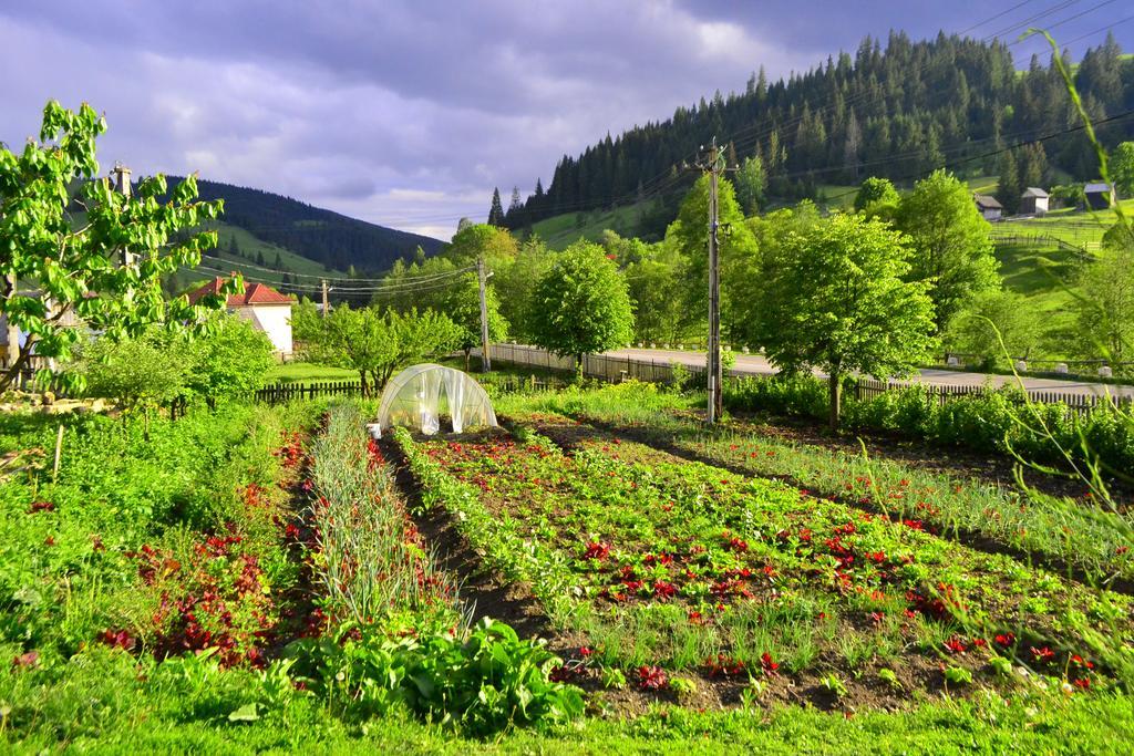 Pensiunea Agroturistica Casa Colinita Vatra Moldovitei Luaran gambar