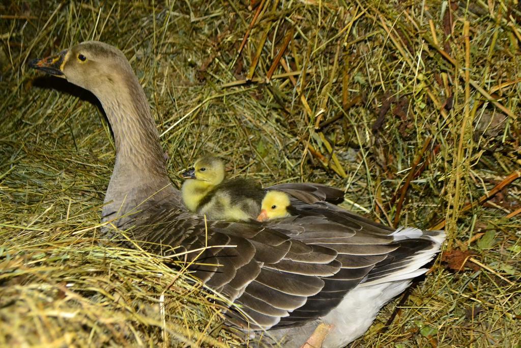 Pensiunea Agroturistica Casa Colinita Vatra Moldovitei Luaran gambar