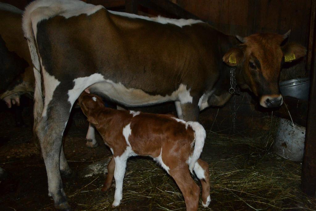 Pensiunea Agroturistica Casa Colinita Vatra Moldovitei Luaran gambar